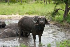 Afrikanischer Büffel (59 von 102).jpg